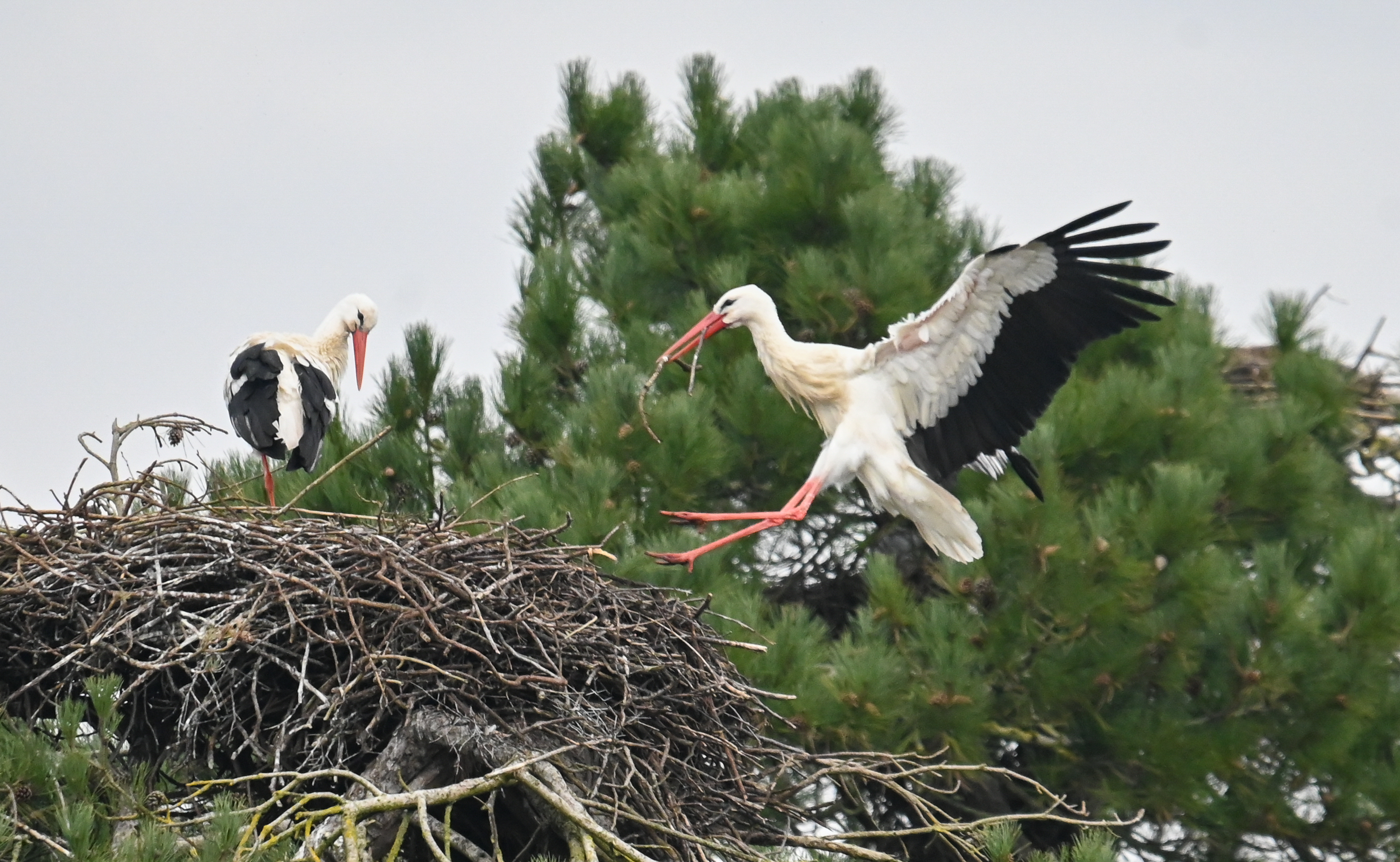 Les cigognes du Marquenterre